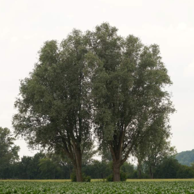 WhatsAppLinkImg_Baum
