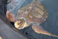 Morro Jable Schildkröte