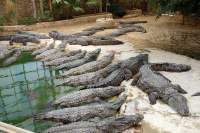Massig müde Krokodile