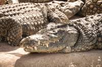 1436 5 01 20221126 Krokodilfarm Nahaufnahme Krokodil