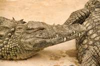 1447 5 01 20221126 Krokodilfarm Nahaufnahme Krokodil