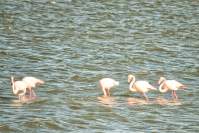 1532 6 01 20221129 Djerba Flamingos