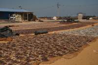 Negombo Trockenfisch