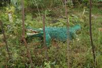 Dambulla Lake Edge Krokodil