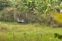 Dambulla stolzer Pfau