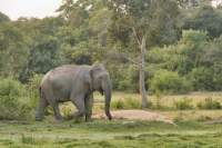 Arugam Bay Elefant