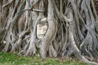 Ayutthaya Geschichtspark Buddhakopf