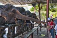 Ayutthaya Radtour Elefantenfütterung