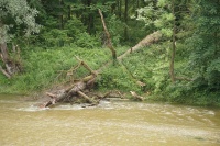 Baum in Isar