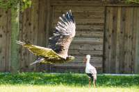  Wildpark Poing Adler