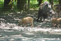  Wildpark Poing Wildschwein