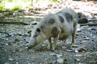  Wildpark Poing Hängebauchschwein