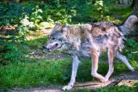  Wildpark Poing Wolf