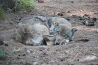  Wildpark Poing Wolf