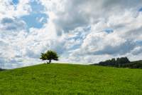 Feuchtwiesen einsamer Baum