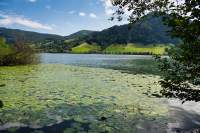 Schliersee Seerosen