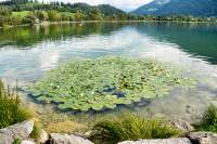 Alpsee Seerosen