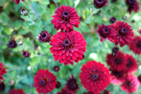 Herbstblumen Blumen