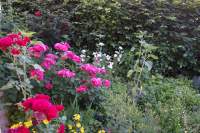 4.Juni2018 Rosen