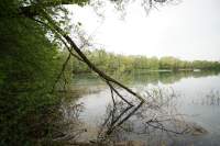 Mühlsee Baum gebrochen