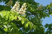 Neufahrn Kastanie Blüte weiß