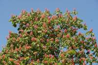 Mühlsee Kastanie blühend rosa