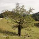 Herzogstand alter Baum