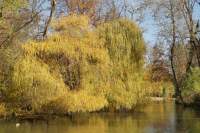 Erding Stadtpark Trauerweide