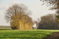 Lohwald Herbst Baumgruppe