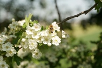 Neufahrn Ackerrose Biene