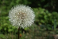 Mühlsee Löwenzahn Blüte