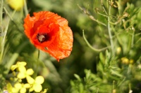 Mühlsee Klatschmohn