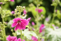 Mein Garten Stockrose