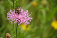 Mühlsee Flockenblume Biene