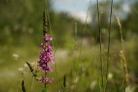 Hallbergmoos Blut-Weiderich