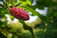 Weinheim Hermannshof Gurken Magnolie