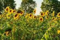 Hallbergmoos Sonnenblumen