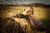 Andechs Höhenweg Drache Fuchur