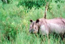 Chitwan Nashorn unscharf