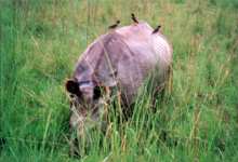 Chitwan Nashorn Symbiose unscharf
