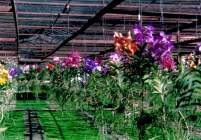 Chiang Mai Orchideen