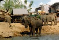 Chiang Rai Arbeitselefanten