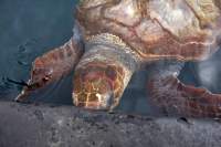 Morro Jable Schildkröte