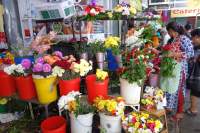 Port Louis Markt Blumen