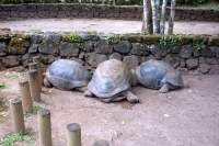 Chamarel Riesenschildkröten