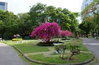 Bangkok Lumphini Park