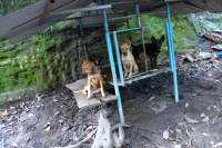 Phu Quoc Bustour Dog Conservation Center