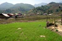 Sapa Wanderung Reisfelder