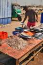 Negombo Markt Fischverkauf
