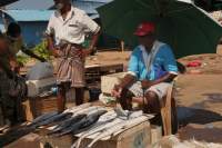 Negombo Markt Fischverkäufer